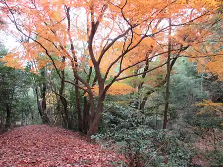 晩秋
